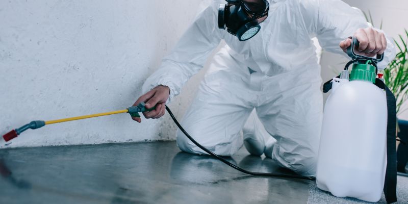 Como é feita a dedetização de baratas em Jundiaí